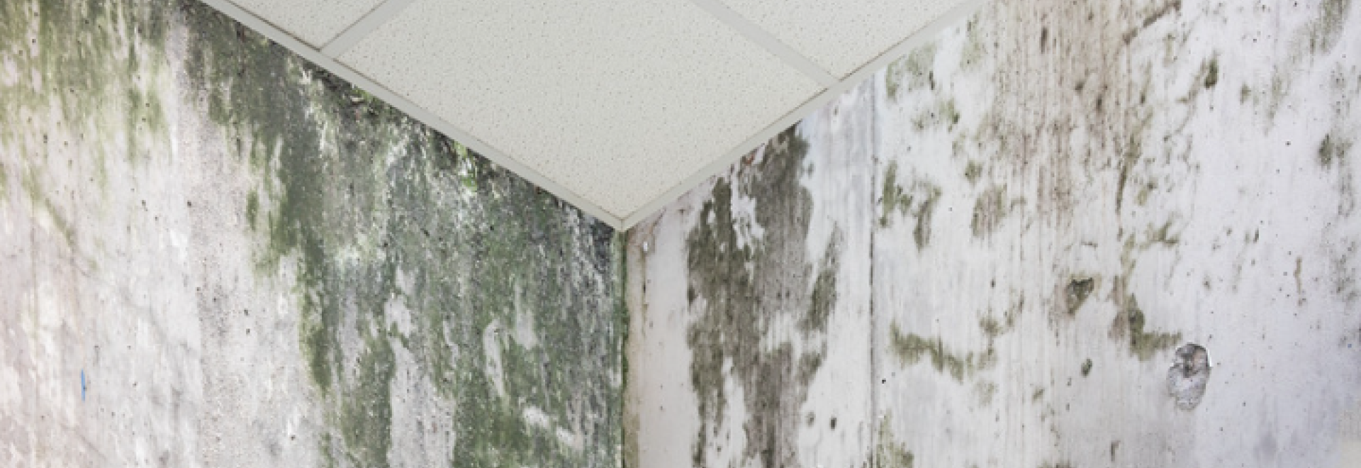 Mal-logement : humidité et moisissure